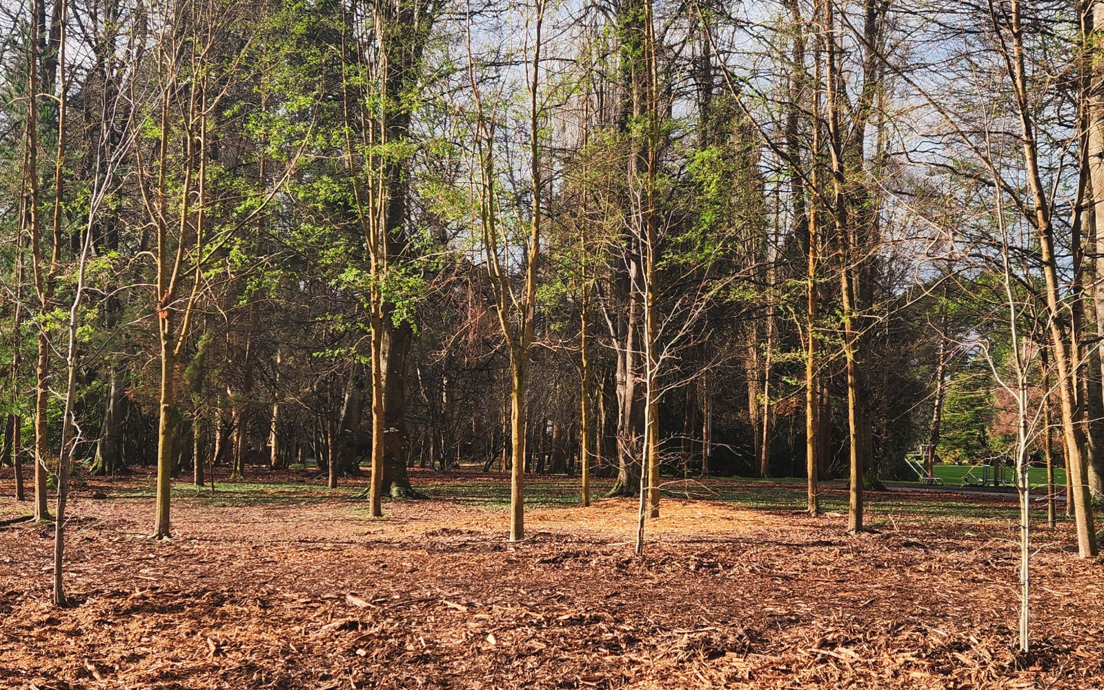 Young nut tree saplings planted in a mulched area of Queens Park, surrounded by mature trees. Sunlight filters through the woodland setting, highlighting rows of newly established trees with fresh green leaves and protective stakes. Grass and parkland are visible in the background.