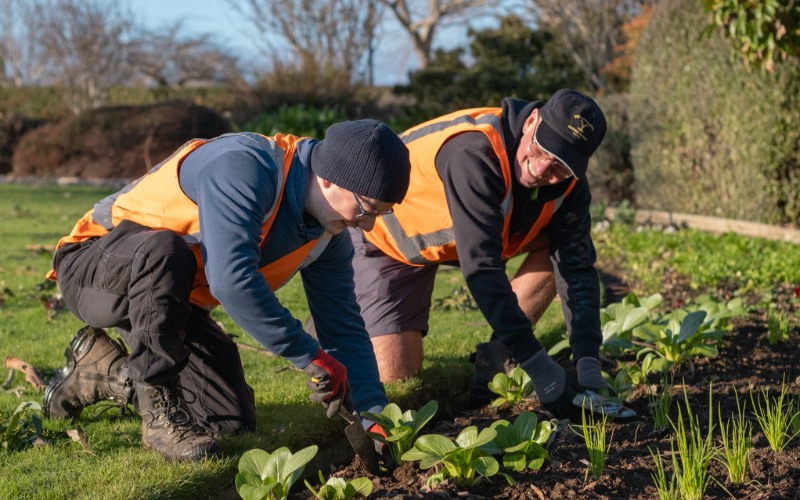 two men plant vegetable seedlings in a garden in a park