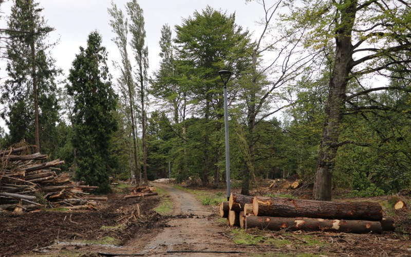 Storm damage on the George St track at Queens Park.