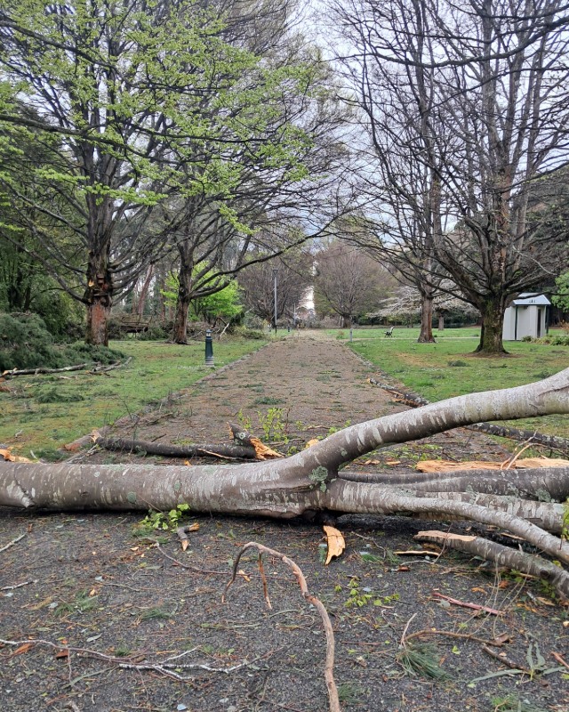 Large fallen branches block a tree-lined path, with smaller branches and debris scattered across the ground.