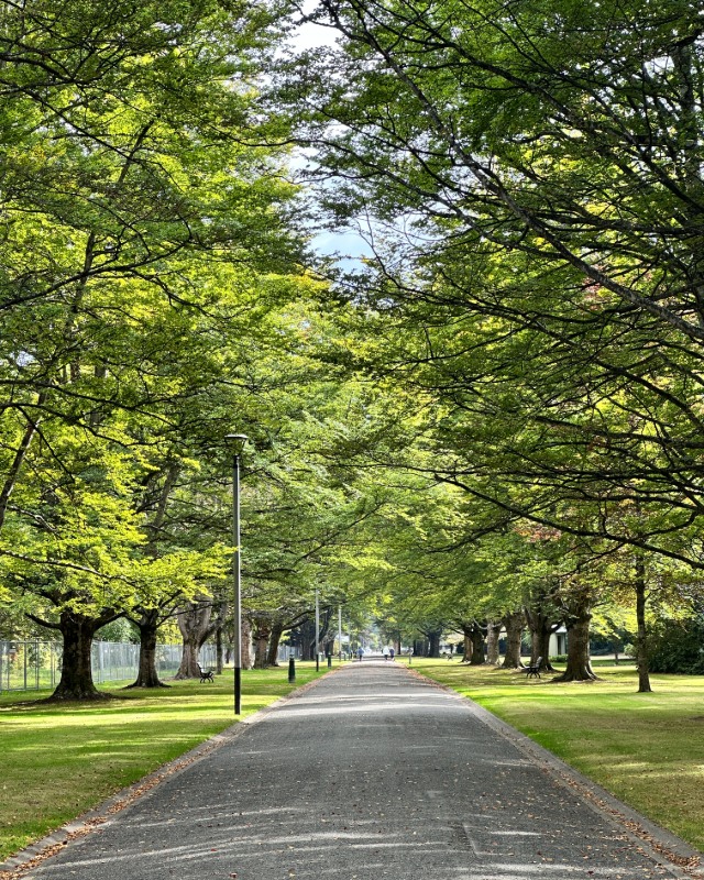 Leafy trees form a green canopy over the clear path along Coronation Avenue in Queens Park in March 2026.