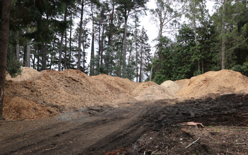 Large piles of woodchip mulch from felled trees sit in a clearing surrounded by tall trees at Queens Park.