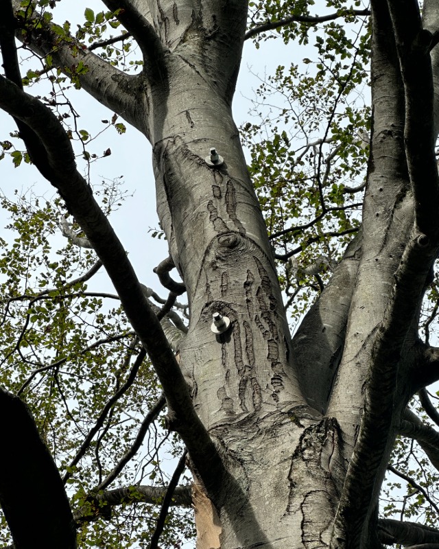 Close-up of a heritage tree trunk with metal bolts securing internal braces installed to support its recovery.