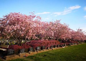 Spring 2018, Eastern Cemetery,